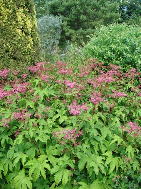 Filipendula purpurea